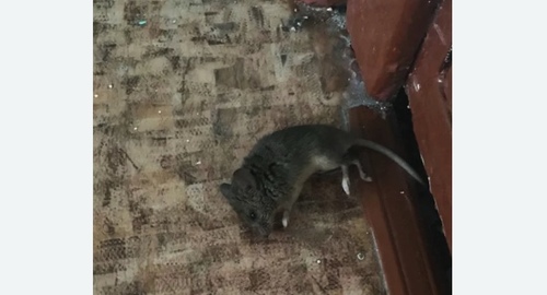 Дезинфекция от мышей в Зеленодольске